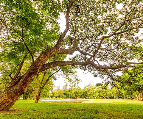 ERHOLUNG | Unser nahegelegener Stadtpark bietet ideale Arbeitspausen für Spaziergänge und zum Joggen. ERHOLUNG | Unser nahegelegener Stadtpark bietet ideale Arbeitspausen für Spaziergänge und zum Joggen.